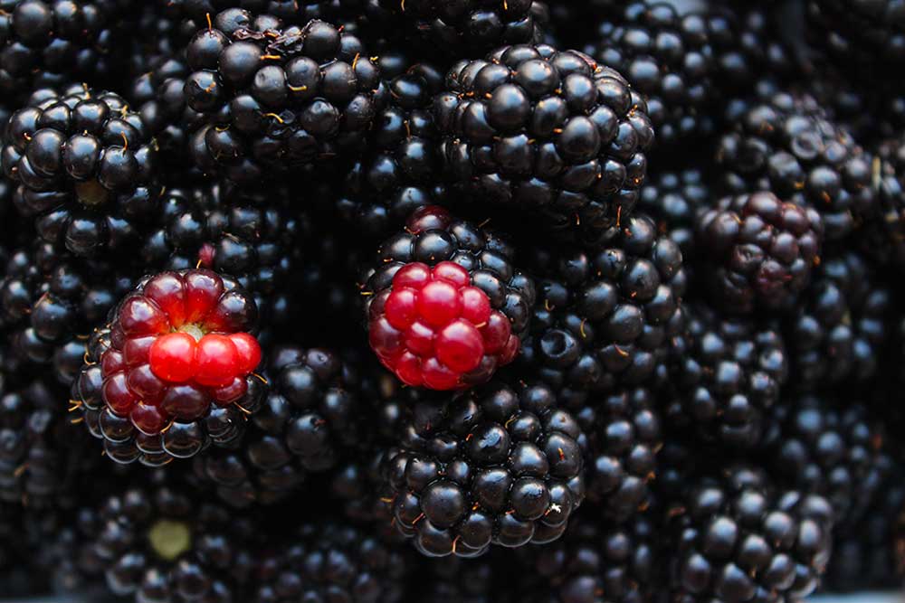 ricetta-marmellata-di-more-azienda-agricola-agrosi